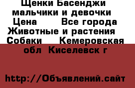 Щенки Басенджи ,мальчики и девочки › Цена ­ 1 - Все города Животные и растения » Собаки   . Кемеровская обл.,Киселевск г.